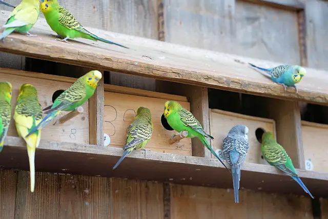 Budgie aviaries [Ideas, Sizes, Materials, Setup, Indoor, Outdoor]