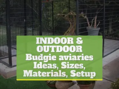 Budgie aviaries [Ideas, Sizes, Materials, Setup, Indoor, Outdoor]