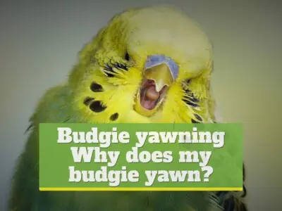 Budgie yawning [Why does my budgie yawn?]