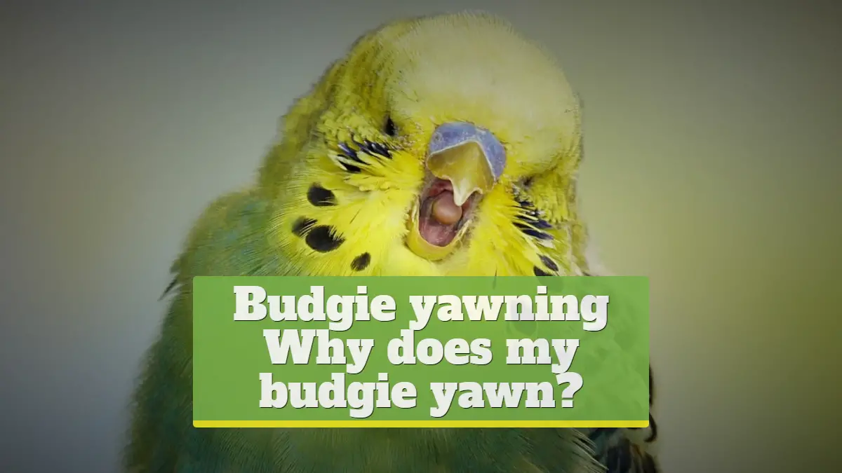 Budgie yawning [Why does my budgie yawn?]