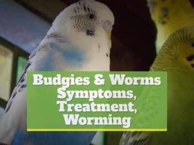 Budgies & Worms [+Symptoms, Treatment, Worming]