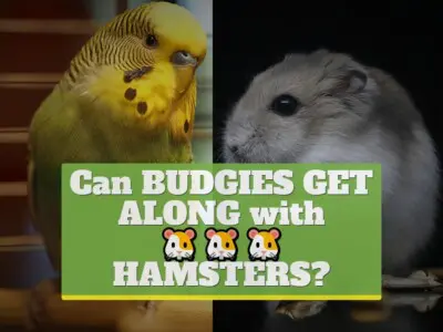 Can budgies get along with hamsters?