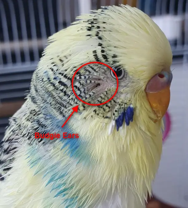 Do Budgies Have Ears? [+PHOTO]