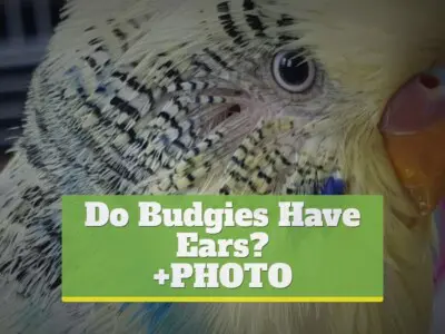 Do Budgies Have Ears? [+PHOTO]