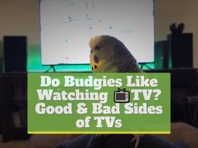 Do Budgies Like Watching TV? [Good & Bad Sides of TVs]