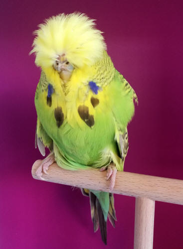 Exhibition (show) budgies