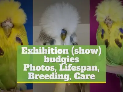 Exhibition (show) budgies [Photos, Lifespan, Breeding, Care]