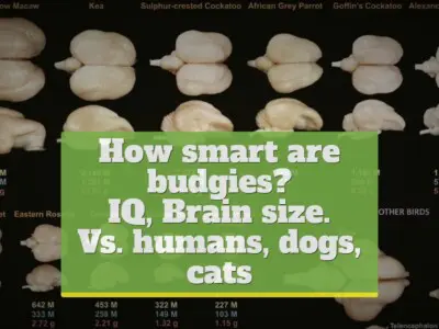 How smart are budgies? [IQ, brain size. Vs. humans, dogs, cats]