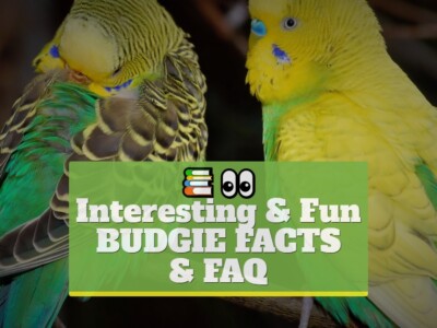 Interesting & Fun Budgie Facts & FAQ