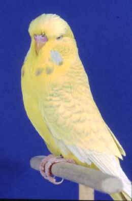 Lutino budgies