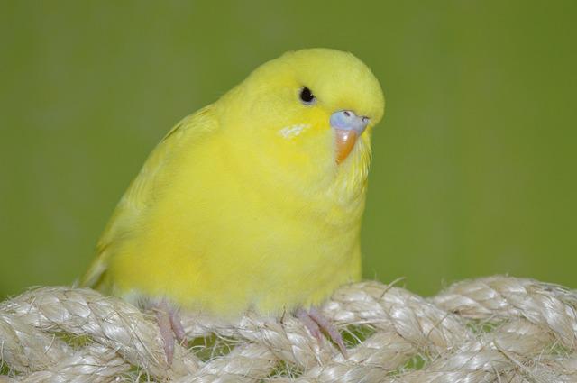 Lutino budgies