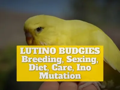 LUTINO BUDGIES [Breeding, Sexing, Diet, Care, Ino Mutation]
