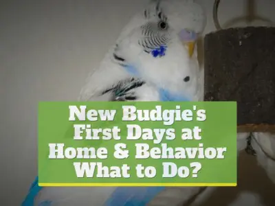 New Budgie's First Days at Home & Behavior [What to Do?]