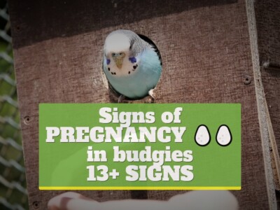Signs of pregnancy in budgies [13+ Signs]