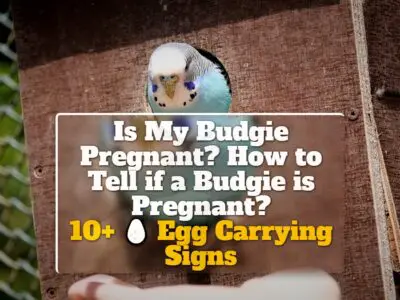 Signs of pregnancy in budgies [13+ Signs]
