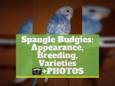 Spangle Budgies: Appearance, Breeding, Varieties [+PHOTOS]