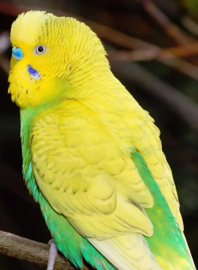 Spangle Budgies [Identifying, Genetics, Breeding, Varieties]