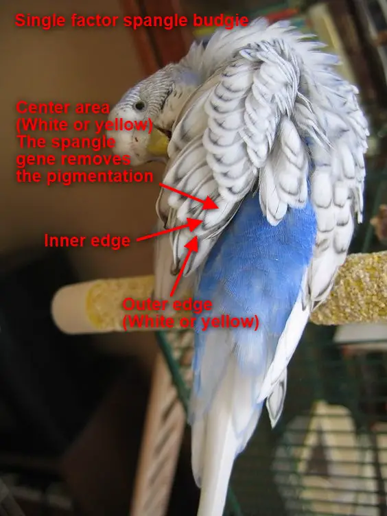 Spangle Budgies [Identifying, Genetics, Breeding, Varieties]