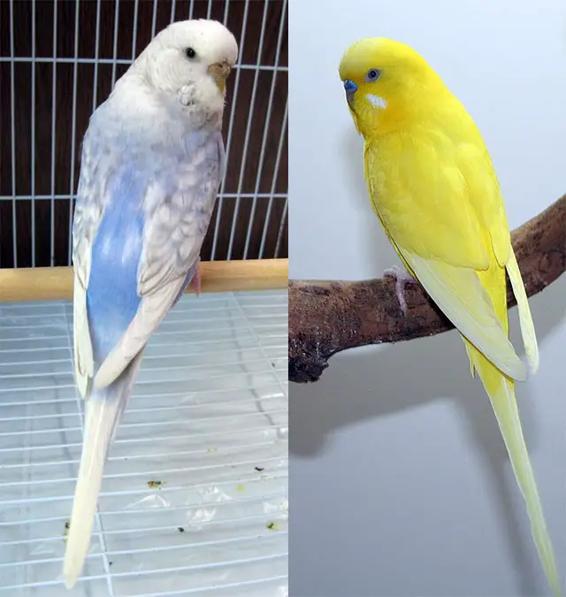 Spangle Budgies [Identifying, Genetics, Breeding, Varieties]