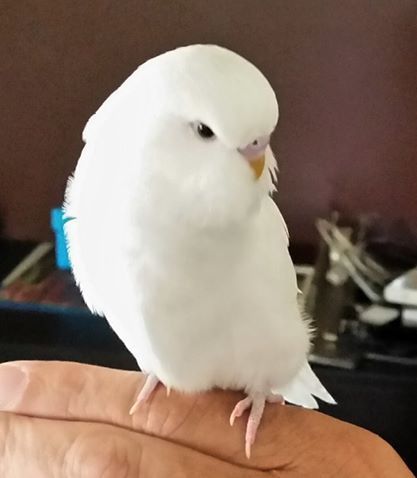 A double factor white (blue series) spangle budgie