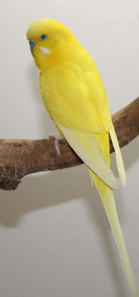 A double factor yellow (green series) spangle budgie