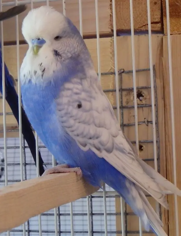 A violet spangle budgie photo