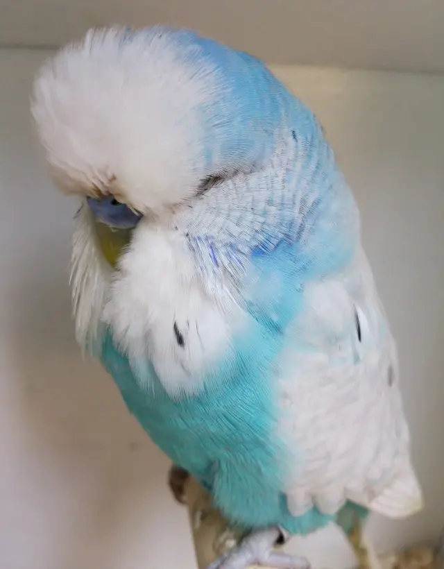 A sky-blue spangle budgie photo