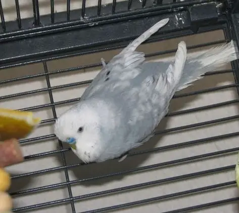 A gray spangle budgie photo