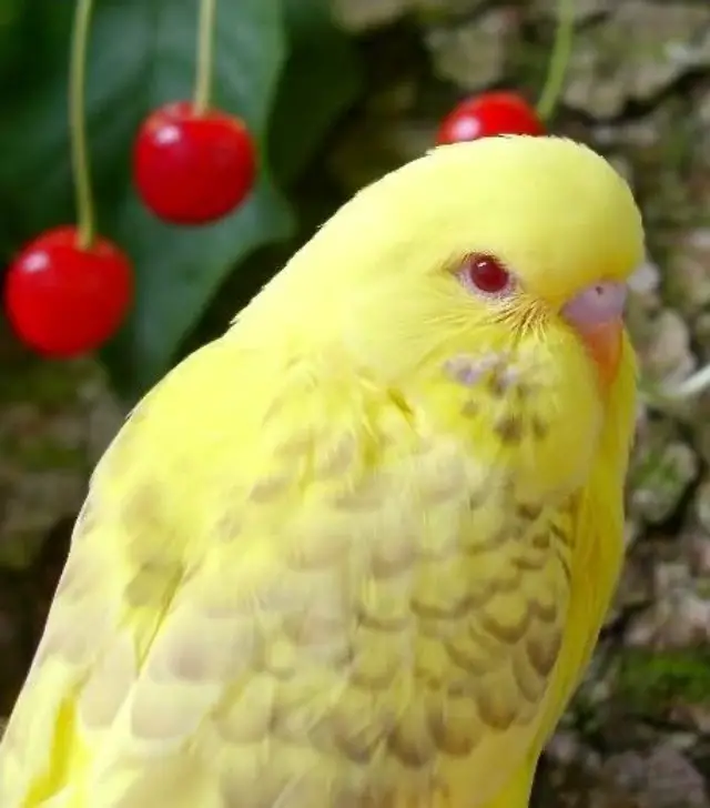 Spangle Budgies [Identifying, Genetics, Breeding, Varieties]