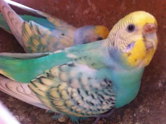 An opaline spangle budgie photo