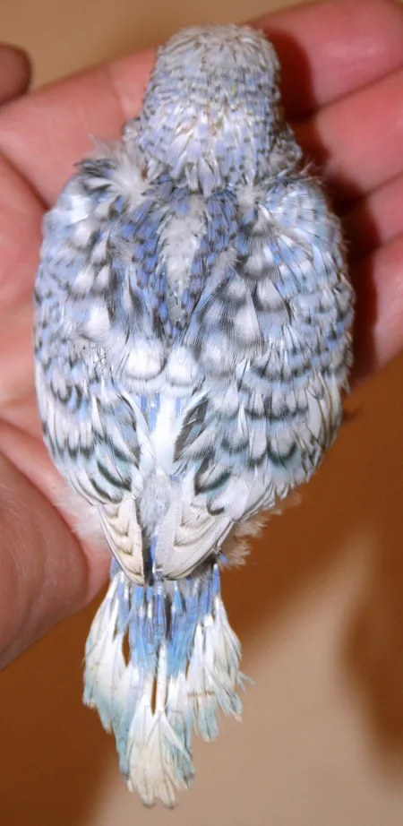 Spangle Budgies [Identifying, Genetics, Breeding, Varieties]