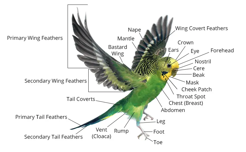 Budgie Anatomy Diagram