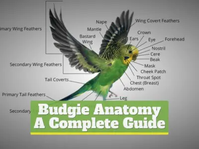 Budgie Anatomy [All Body Parts] +PHOTOS