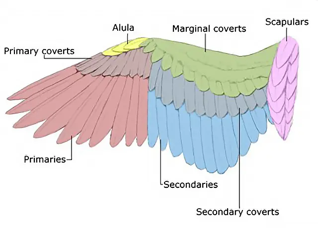 Budgie Anatomy