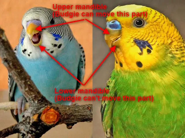 Budgie Anatomy