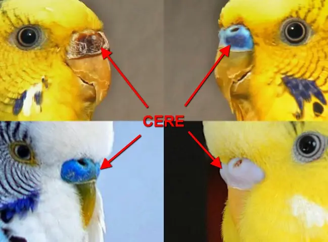 Budgie Anatomy [All Body Parts]