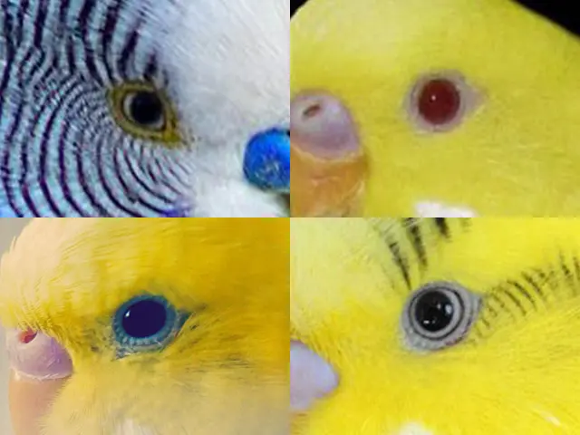 Budgie eyes