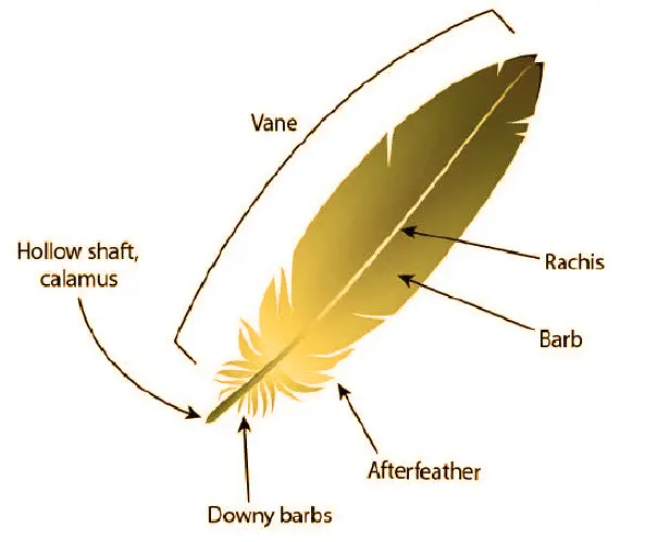 Budgie Anatomy [All Body Parts]