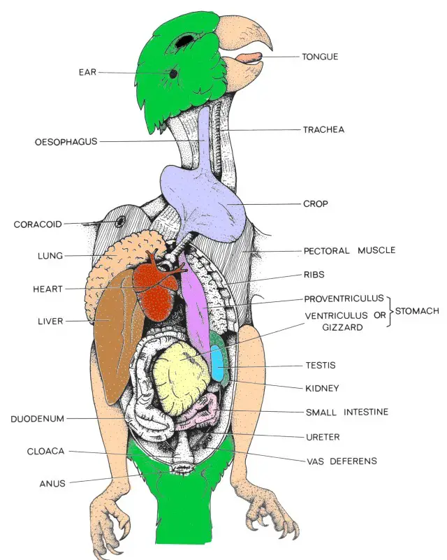 Budgie Anatomy [All Body Parts]