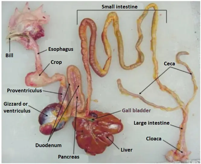 Budgie Anatomy [All Body Parts]