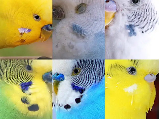 Budgie cheek patches examples image.