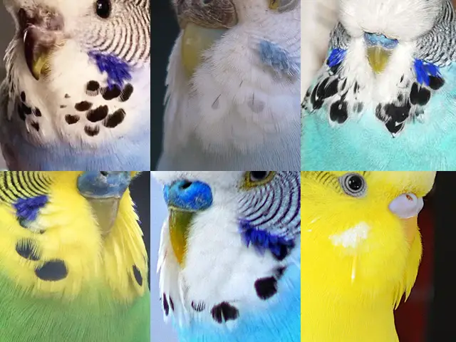 Budgie throat spots examples image