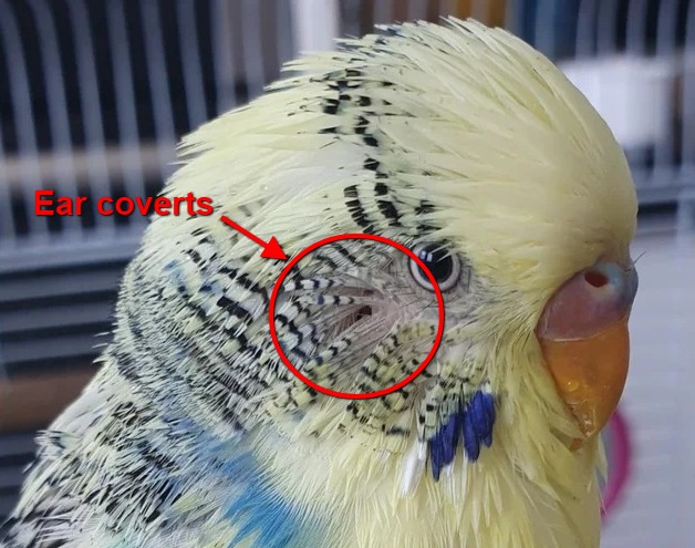 A budgie ear coverts feathers
