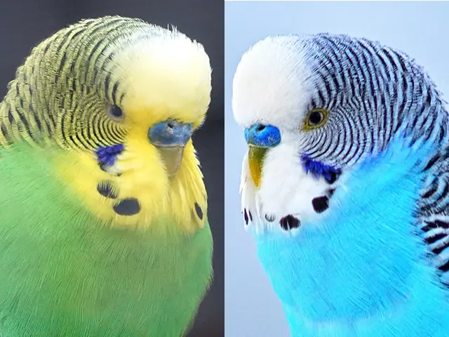 Budgie white or yellow masks image