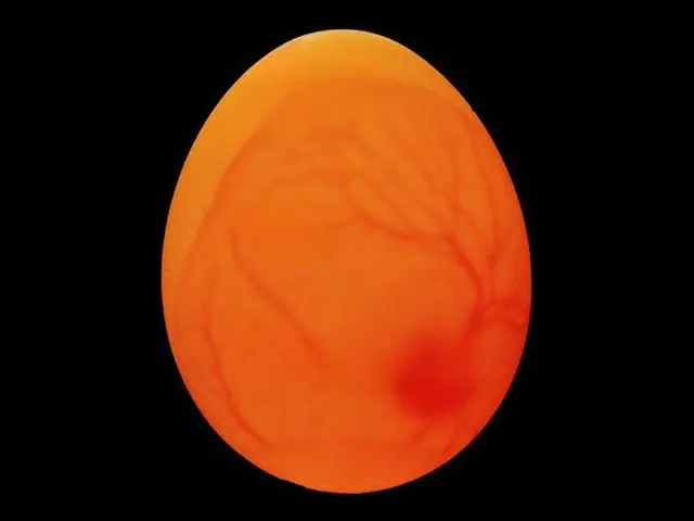 The embryo and veins of the budgie inside the egg while the egg candling process.