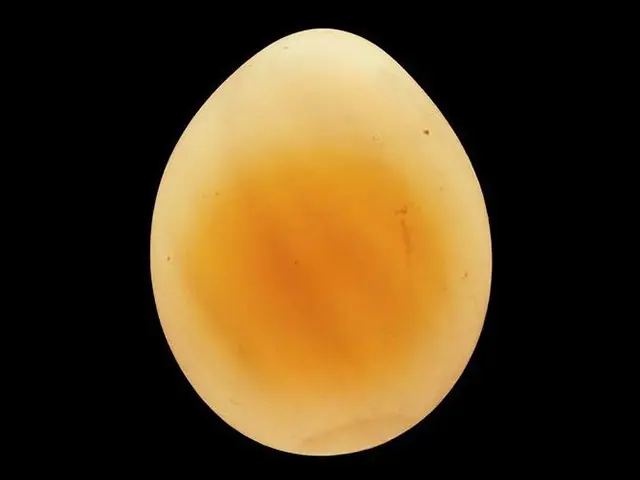 Day 1 image of a budgie egg while candling during the incubation period.