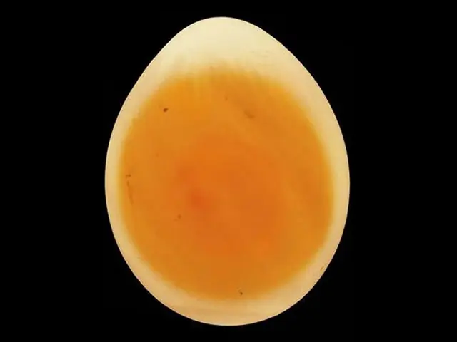 Day 2 image of a budgie egg while candling during the incubation period.
