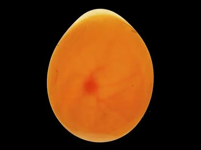 Day 3 image of a budgie egg while candling during the incubation period.