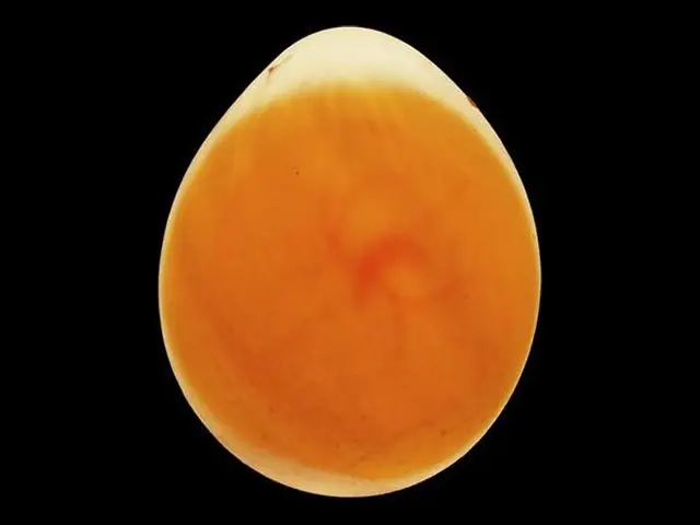 Day 4 image of a budgie egg while candling during the incubation period.