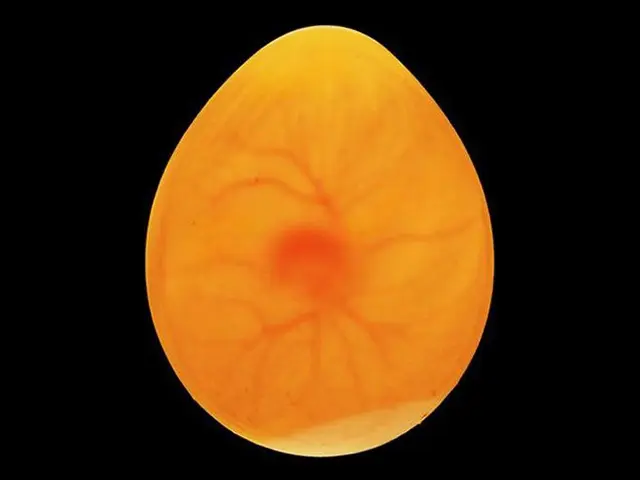 Day 5 image of a budgie egg while candling during the incubation period.